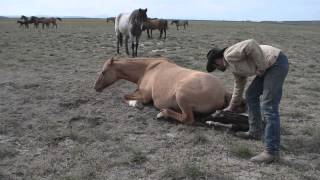 Jacks Classic Girl's 2014 filly- Foaling