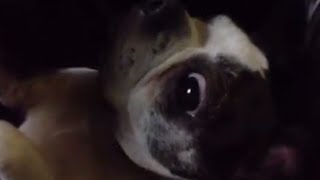 Uyurken Horlayan Minik Köpek Birden Kedi Sesi Duyunca