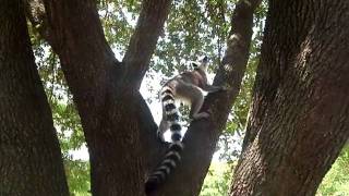 Our Lemur playing in the trees!
