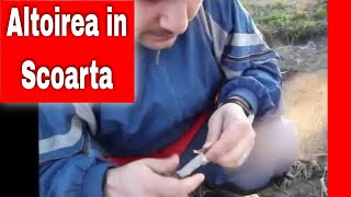 Altoirea sub scoarta (coaja) in cap de altoire / grafting in the bark / innesto a corona
