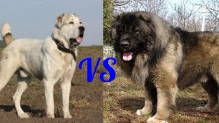 Кавказская овчарка против Алабая. Caucasian Shepherd against Alabai. Собаки.