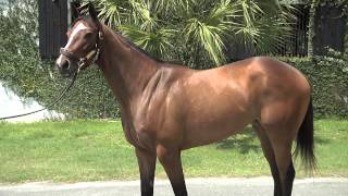 Skye Saratoga (Golden Missile filly) horse racing partnership Ocala, FL April