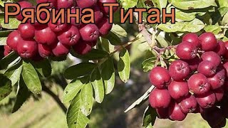 Рябина обыкновенная Титан (аronia titan) ? рябина Титан обзор: как сажать саженцы рябины Титан