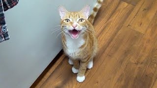If Cats Said "Mom" Instead of "Meow"