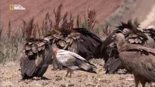 Кулинария  Дикое меню животных #13 (Документальные фильмы National Geographic)