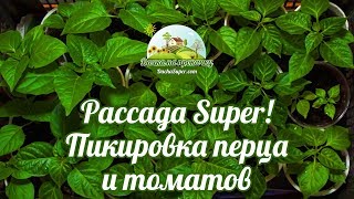 Шикарная, крепкая рассада! Пикировка перца и томатов