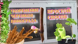 Укоренение черенков винограда/простой способ/камера для укоренения (Rooting grape cuttings )