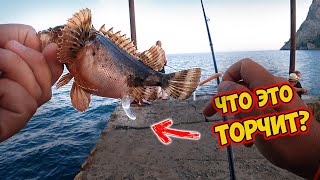 ЧТО ЭТО? Ловля ставриды - рыбалка в море на ультралайт. Семейная рыбалка на спиннинг в черном море