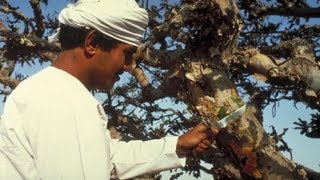 Ладан: вся правда о Ладане ~ эфирное масло Ладана ~ полезные свойства