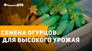 ? Семена огурцов для высокого урожая ? Всходы огурцов ? Огурцы от Планета Агро