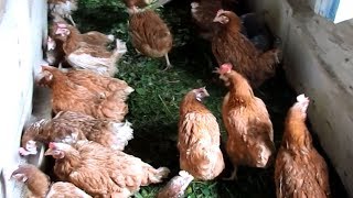 Итог -  куры с птицефабрики за 15 дней.  Расход-доход