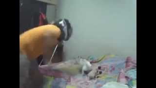 Harlem Shake Cachorro Doidão