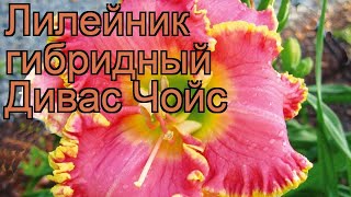 Лилейник гибридный Дивас Чойс (hemerocallis) ? обзор: как сажать, саженцы лилейника Дивас Чойс