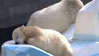 Медвежонку снятся дальние края