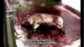 Animal Abuse. Warning:Extremely Disturbing. Farm to Fridge short w/subtitles See MercyForAnimals.org