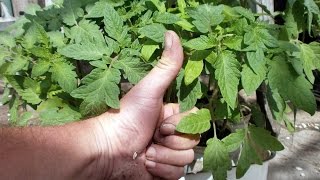 Рассада.  Томаты(помидоры) в стаканчиках.  Фото /Seedlings. Tomatoes in cups/