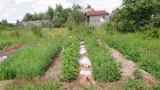 Посадка картофеля на целине под сено. -3. (продолжение)