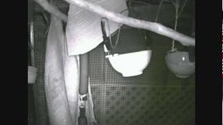 Felix n Fernando 06/01/2012 CamNight - 4 - flying fox australian bats (wildlife) Rescued