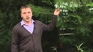 Араукария: описание, уход и размножение