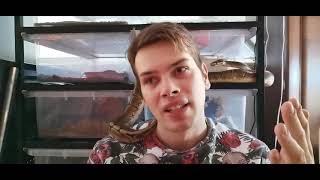 Krajta Královská, pár základních informací, chov v rack systémech a teráriích :)