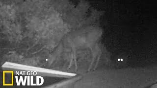 Un puma attaque une biche
