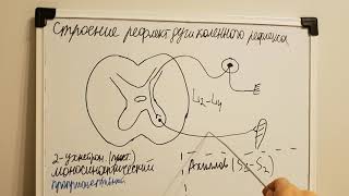 Рефлекторная дуга коленного рефлекса+Ахиллов рефлекс