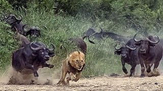 Львы. Мир животных. Жизнь прайда. Документальный фильм National Geographic.