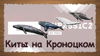 Русская Рыбалка 3.99 Киты на Кроноцком - стрим 2020.02.04