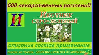икотник серо-зеленый 600 лекарственных растений