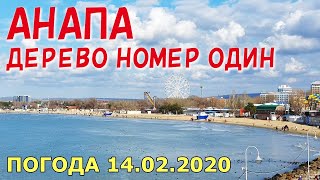 #АНАПА. ПОГОДА 14.02.2020. ДЕРЕВО НОМЕР ОДИН. ЦЕНТРАЛЬНЫЙ ПЛЯЖ. Парк аттракционов. Солнечно и тепло!