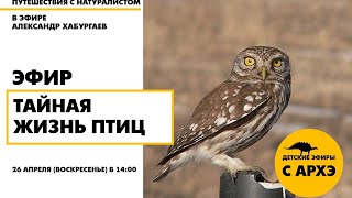 Детский эфир «Тайная жизнь птиц» в рамках рубрики «Путешествия с натуралистом»