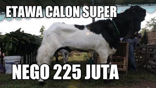 Calon Super Milik Pak Marjoko di Kontes Ternak Kambing Etawa 2019