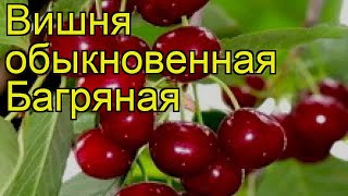 Вишня обыкновенная Багряная (By Myself). Краткий обзор, описание характеристик, где купить саженцы
