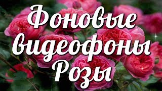 Цветочные видеофоны Розы для монтажа видео??