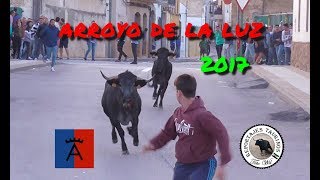 ARROYO DE LA LUZ 2017  2VACAS DE VICTORINO MARTIN