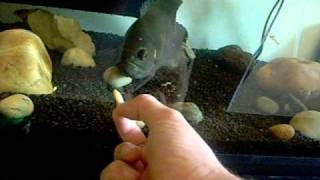 pesce oscar(astronotus ocellatus). pasto del mio oscar.