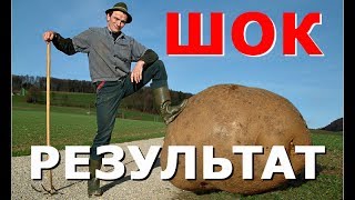 КАРТОФЕЛЬ. Посадка картофеля без лопаты. ДЛЯ ТЕХ У КОГО БОЛИТ СПИНА / Planting of potatoes