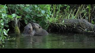 =HABITAT= Nationaal Park Drentsche Aa