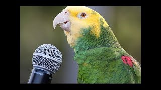 Funny Parrot - A Cute Funny Parrots Talking Videos Compilation ||NEW HD