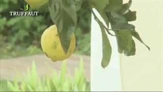 Citronnier : plantation et entretien - Jardinerie Truffaut TV