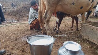 beautiful cow for sale on YouTube in Pakistan-11-1-2020