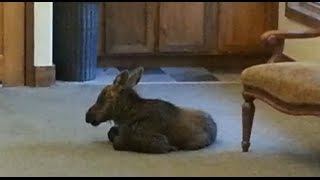 Watch baby moose on the loose in hotel