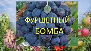Виноград 2018. Виноград Фуршетный. Отзыв о винограде