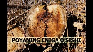 POYANING ENIGA O'SISHI | ПОЙAНИНГ ЭНИГA ЎСИШИ.
