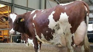 Beautiful frezan cros cow for sale in pakistan on youtube 01-02-2020