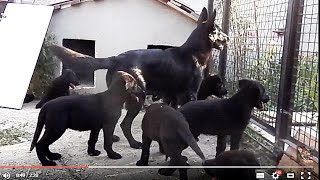 ГИГАНТСКИЕ ЧЕРНЫЕ ЩЕНКИ немецкой овчарки. Giant black German shepherd puppies. Одесса.