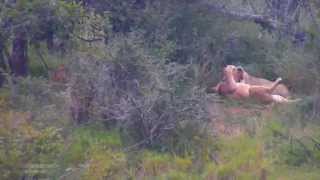 Дикая Африка Лев в буше 05 Интимные ласки с львицей в кустах Lion and Lioness at bushes