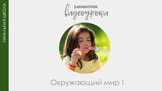 Правила поведения на улице | Окружающий мир 1 класс #12 | Инфоурок