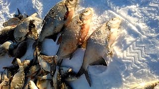 Самардканская рыбалка на медузу