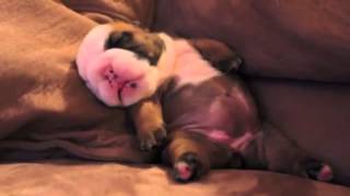 Cute bulldog puppy having nightmare [MUST WATCH]